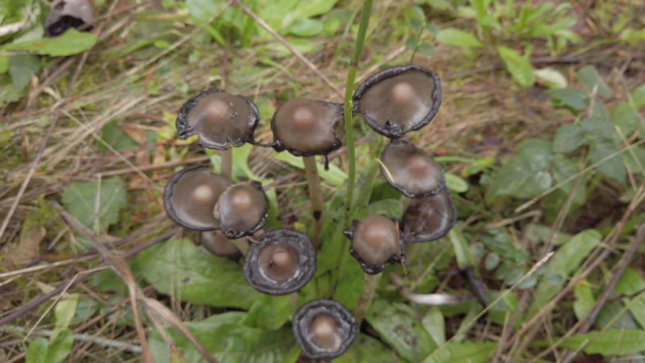 더러워진 모자 버섯