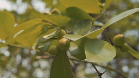 a detailed close up shot of a tree branch showcasing ripe indian tropical fruits