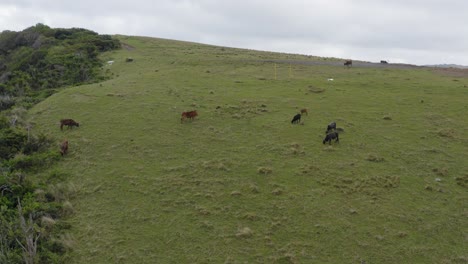 Drohne-Fliegt-Auf-Großen-Grünen-Hügeln-In-Transkei,-Südafrika,-Auf-Kühe-Und-Tiere-Zu