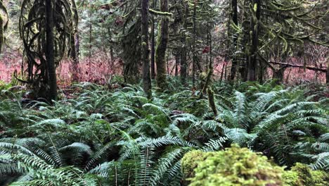 big green ferns grown in a rain forest with a lot of brown trees and red plants