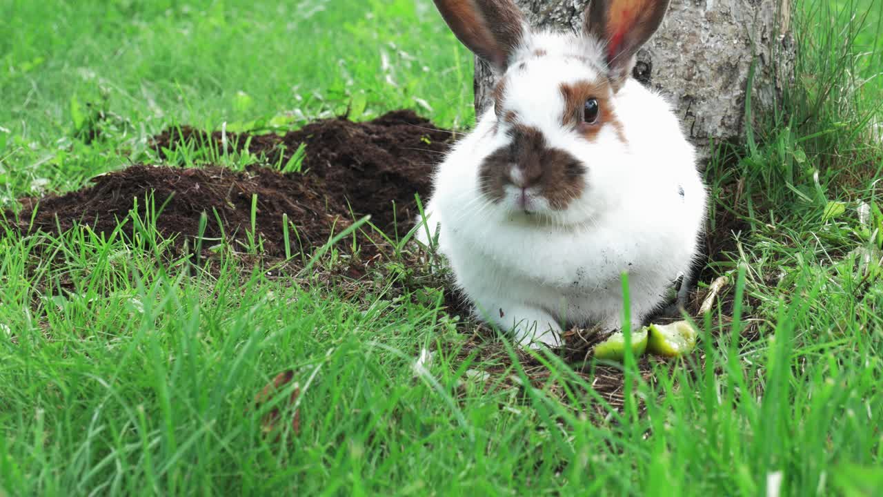 hermoso y lindo conejo blanco está acostado en el suelo y disfruta de su comida mientras está rodeado de hierba verde y un árbol blanco detrás de él