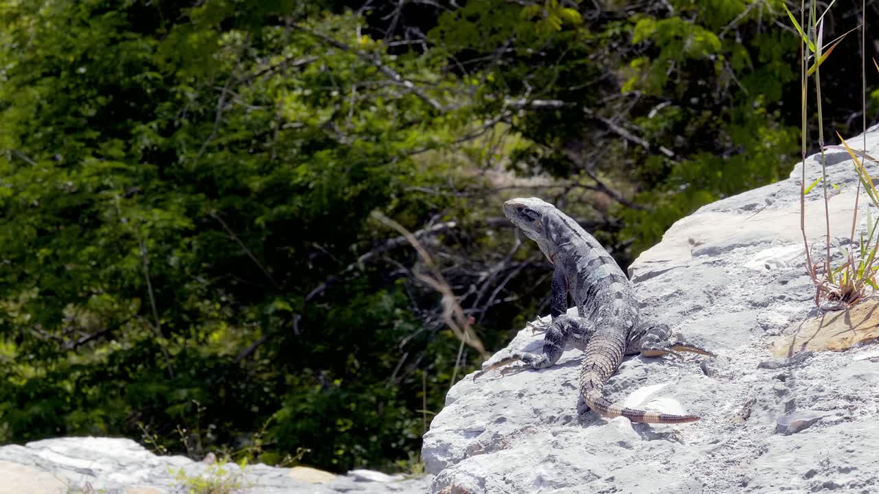 MAYAN RUINS DZIBILCHALTUN MERIDA YUCATAN MEXICO