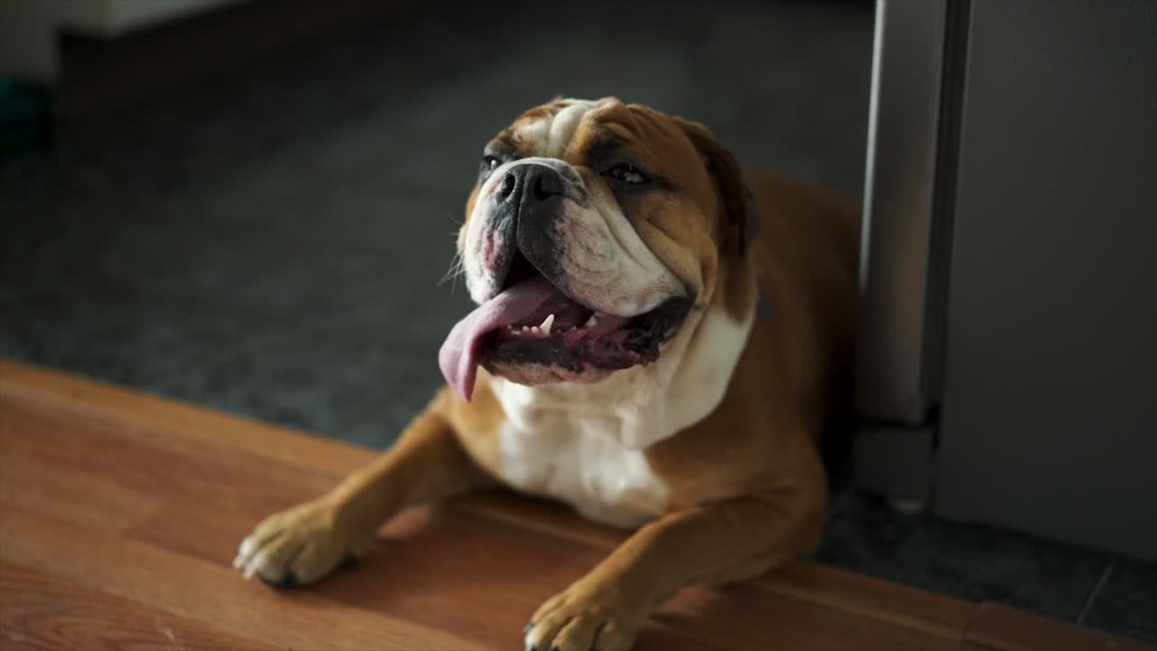 잉글리쉬 불독은 따뜻한 여름날 공놀이를 한 후 지쳤습니다.
