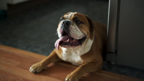 english bulldog is exhausted after playing ball on a warm summer day