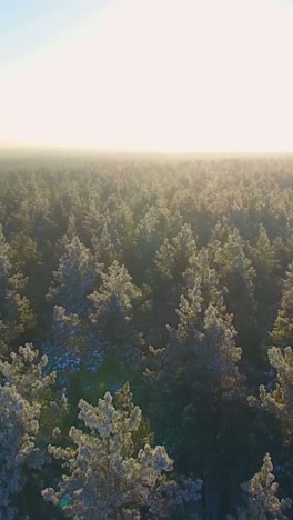 Frozen Pine Forest at Sunrise