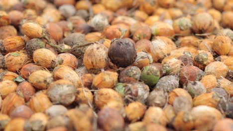 tropical areca nuts, betel nut seeds in shells