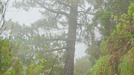 Misterioso-Camino-De-Hormigón-Roto-Que-Conduce-A-Un-Bosque-Aterrador