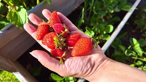 close-up of hand holding handful of juicy, ripe red strawberries freshly picked from garden, healthy eating, summer fruit, organic