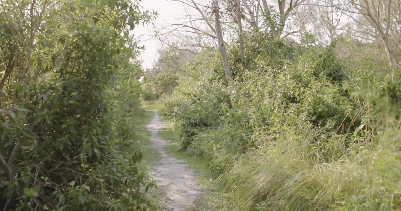 4K POV walking shot along a narrow dirt trail in a Florida park. Lush vegetation surrounds the path, creating a peaceful nature walk through a tropical outdoor environment.