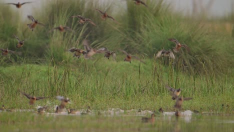 Flock-of-birds-Flying-in-morning-over-Wetland-area