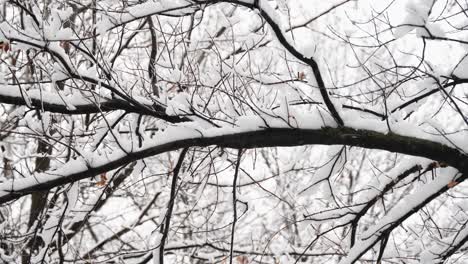 冬天中旬,雪落下时,树枝上堆满了雪