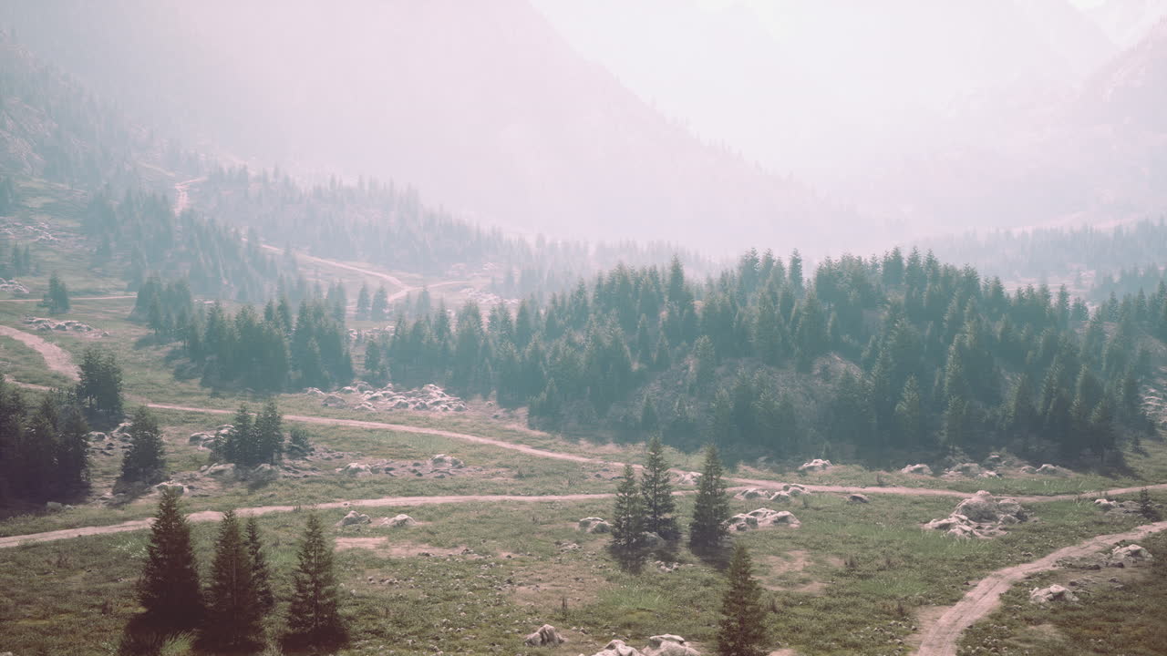 Bird's eye view of road running through beautiful green pine woods