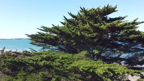 aerial shot, rising shot behind a big tree towards a beautiful beach on a sunny day in long bay, new zealand