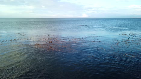 Gimbal-panning-shot-of-sea-otters-relaxing-in-the-kelp-forest-with-sea-lions-splashing-in-the-background-in-Monterey,-California