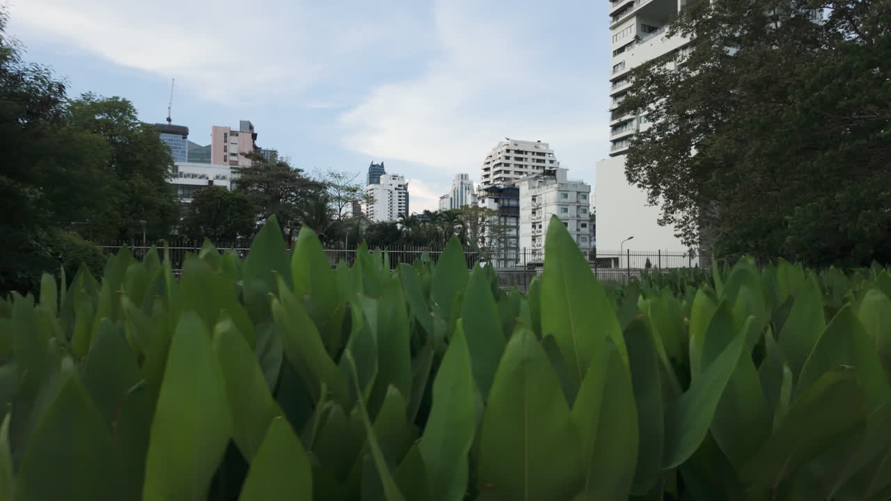 Green Garden At Benchakitti Park In Bangkok, Thailand - POV