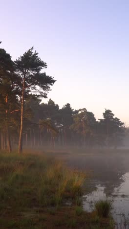 misty forest at sunrise/sunset