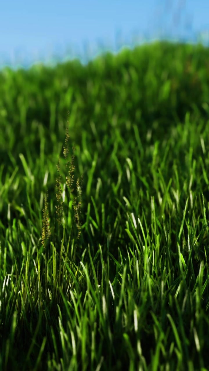 Erba verde vibrante che ondeggia dolcemente sotto il cielo azzurro e luminoso.