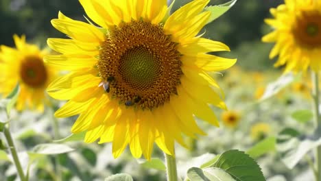 a vibrant showcase of sunflowers surrounded by nature's beauty with bees buzzing around their golden petals on a bright sunny day