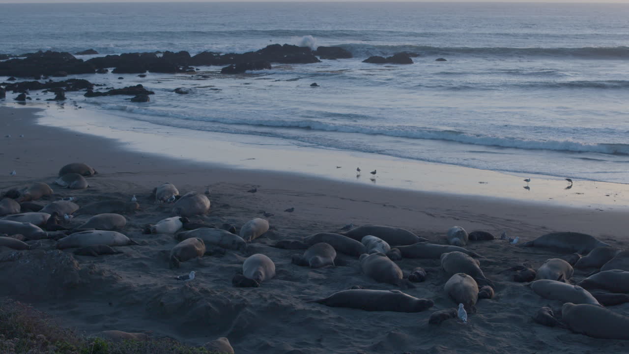 코끼리 바다표범 비스타 포인트 해변에 위치한 코끼리 바다표범과 날아다니는 갈매기의 고정된 슬로우 모션 샷