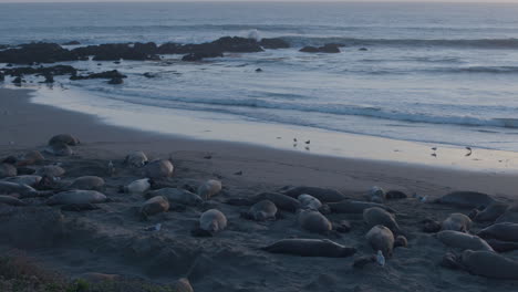 stationary slow motion shot of elephant seals and flying seagulls located at elephant seal vista point beach