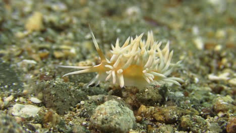 el nudibranquio flabellina blanco se arrastra por el fondo arenoso del mar durante el día.