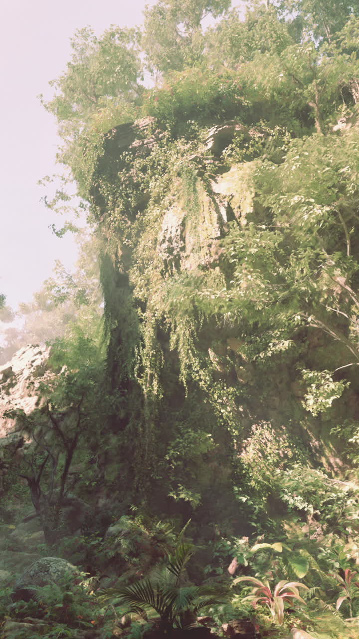 bosque de jungla brumosa con un acantilado