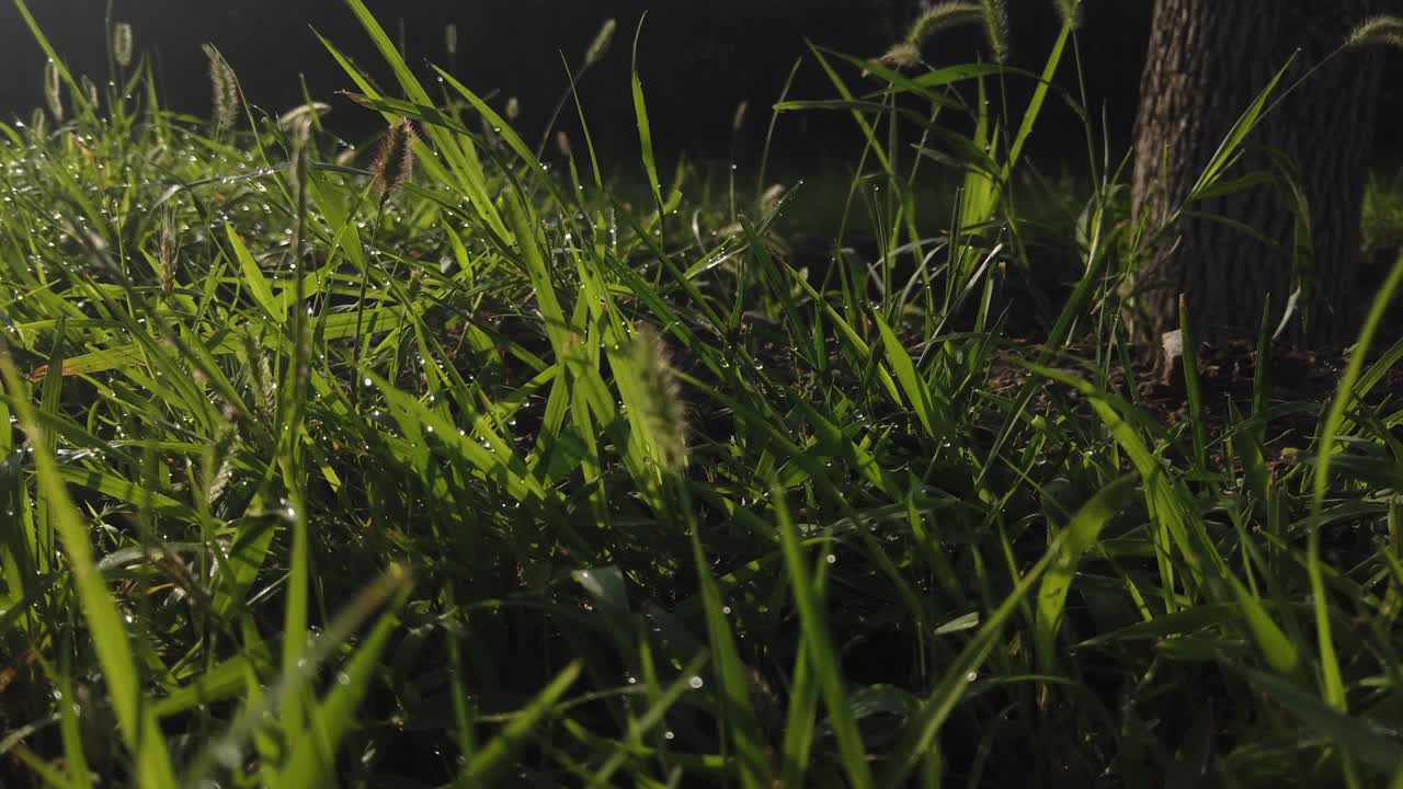 зеленая трава с солнечным светом