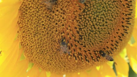 Honigbienen-Finden-Pollen-Und-Nektar-Auf-Einer-Sonnenblume
