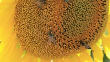 honey bees find pollen and nectar on a sunflower