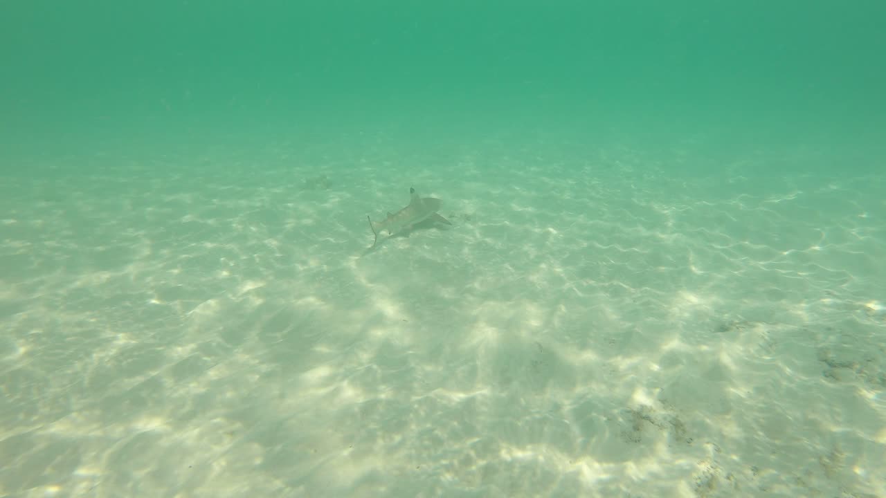 a shark near the beach.
