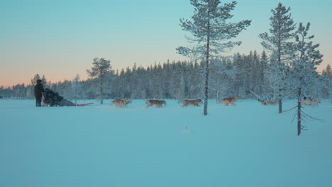 team of sledding dogs pulling sled through freezing arctic circle woodland forest