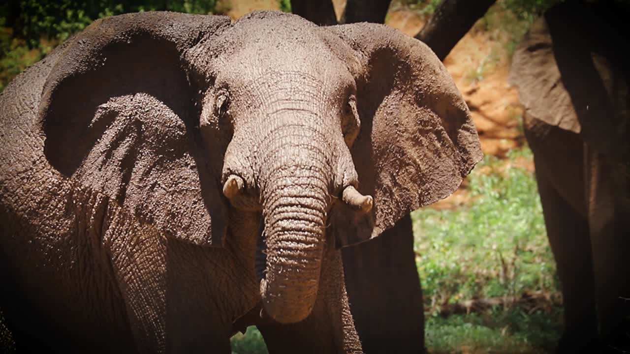 elefante africano rociando agua en zimbabwe, áfrica