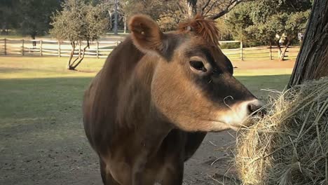 ハンドヘルド ミディアム ショット、南アフリカのヨハネスブルグ動物園で干し草をかむ牛