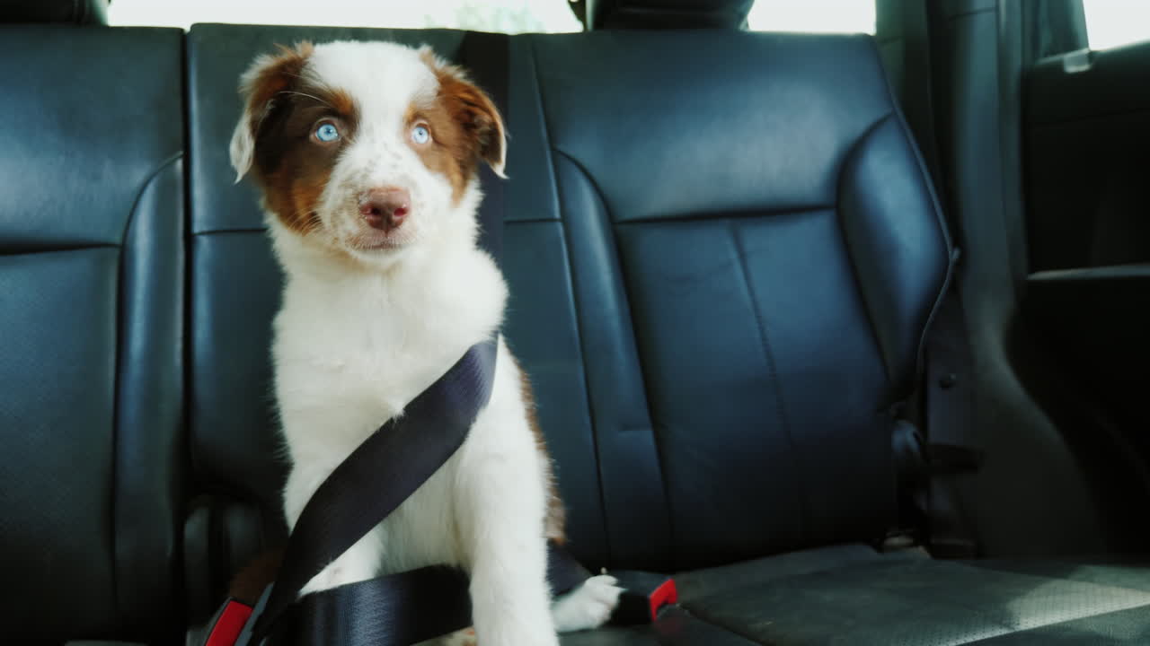 자동차 애완 동물 여행의 뒷좌석에 안전 벨트로 고정 된 재미있는 강아지