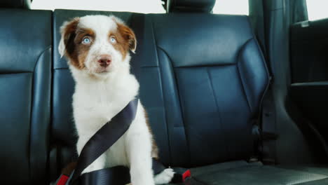 funny puppy fastened with a seat belt in the back seat of a car pet travel