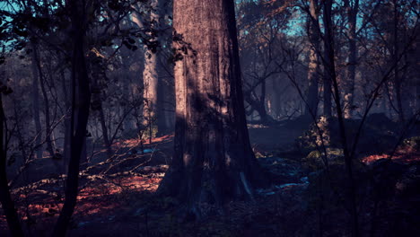 Camino-A-Través-Del-Bosque-Oscuro-En-Otoño