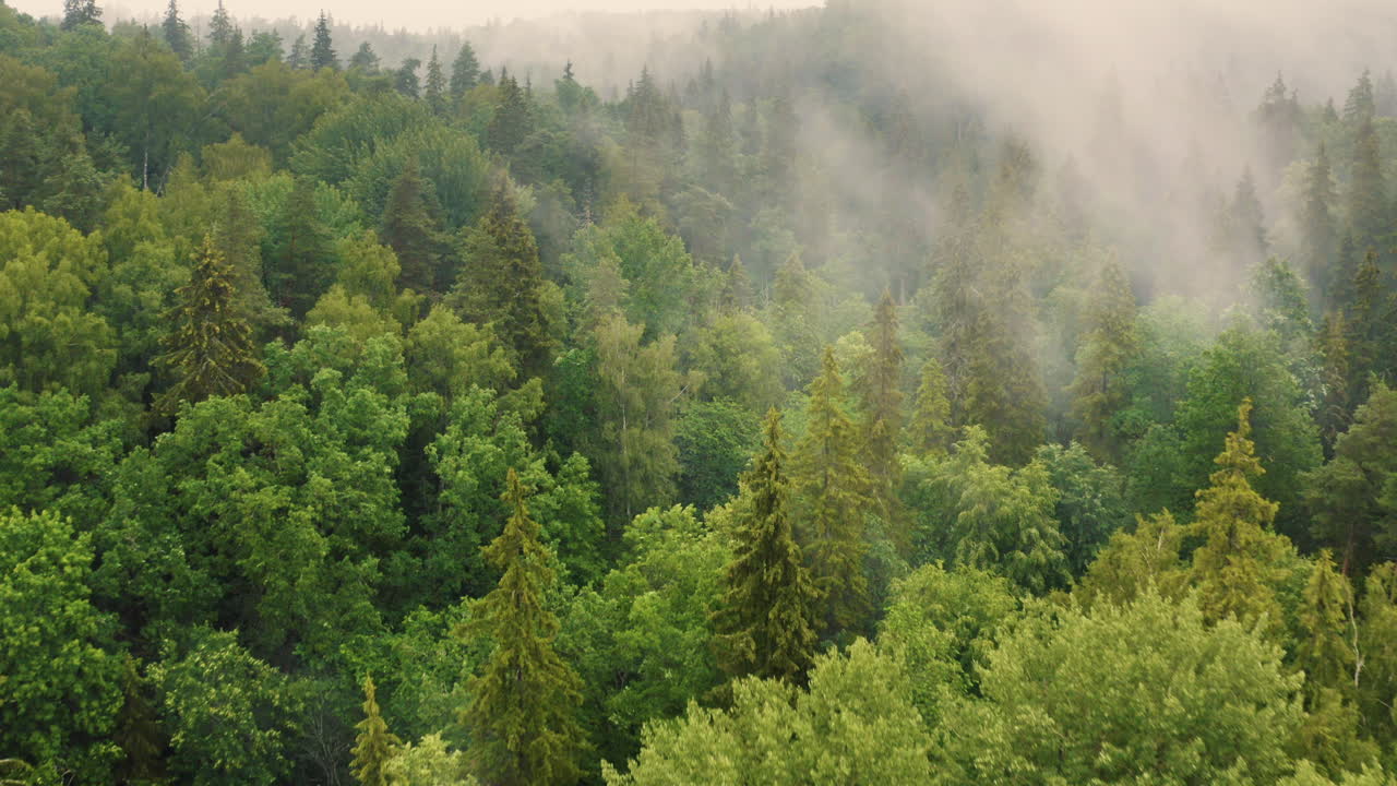 Foresta verde con fitta nebbia fumosa che avvolge gli alberi, ripresa aerea con drone.