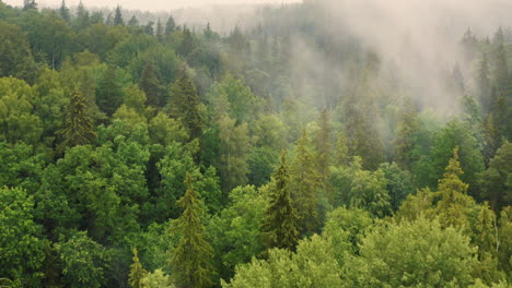 green forest with thick smoky fog looms over trees, aerial drone shot