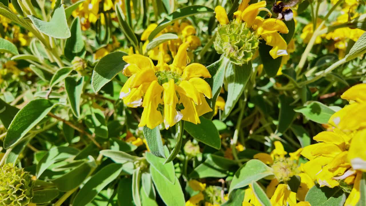 Close-up of bumblebee pollinating bright yellow Jerusalem Sage, Phlomis fruticosa, flowers in sunny garden, insect, nature