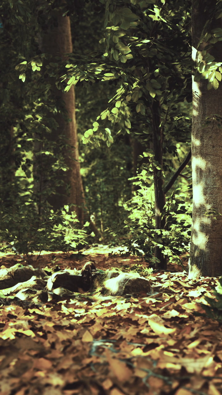 Sunlit forest path beckons exploration through vibrant greenery