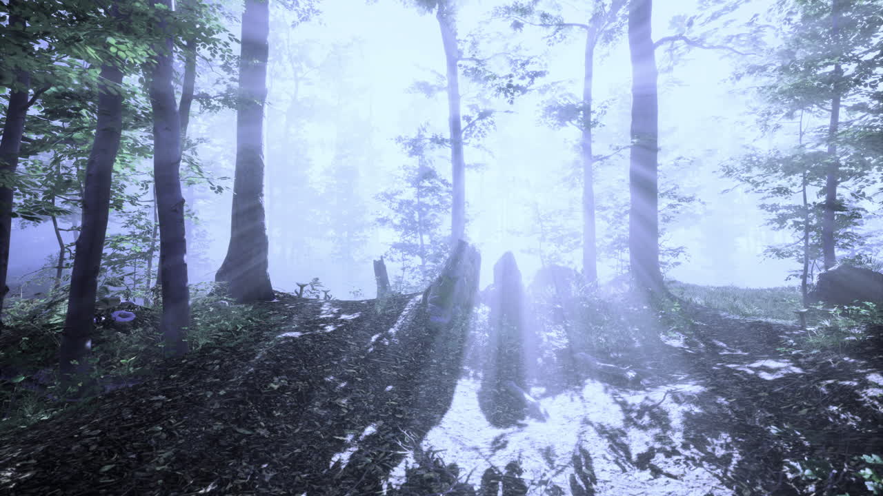 Sunlight filters through trees in a serene woodland setting at dawn