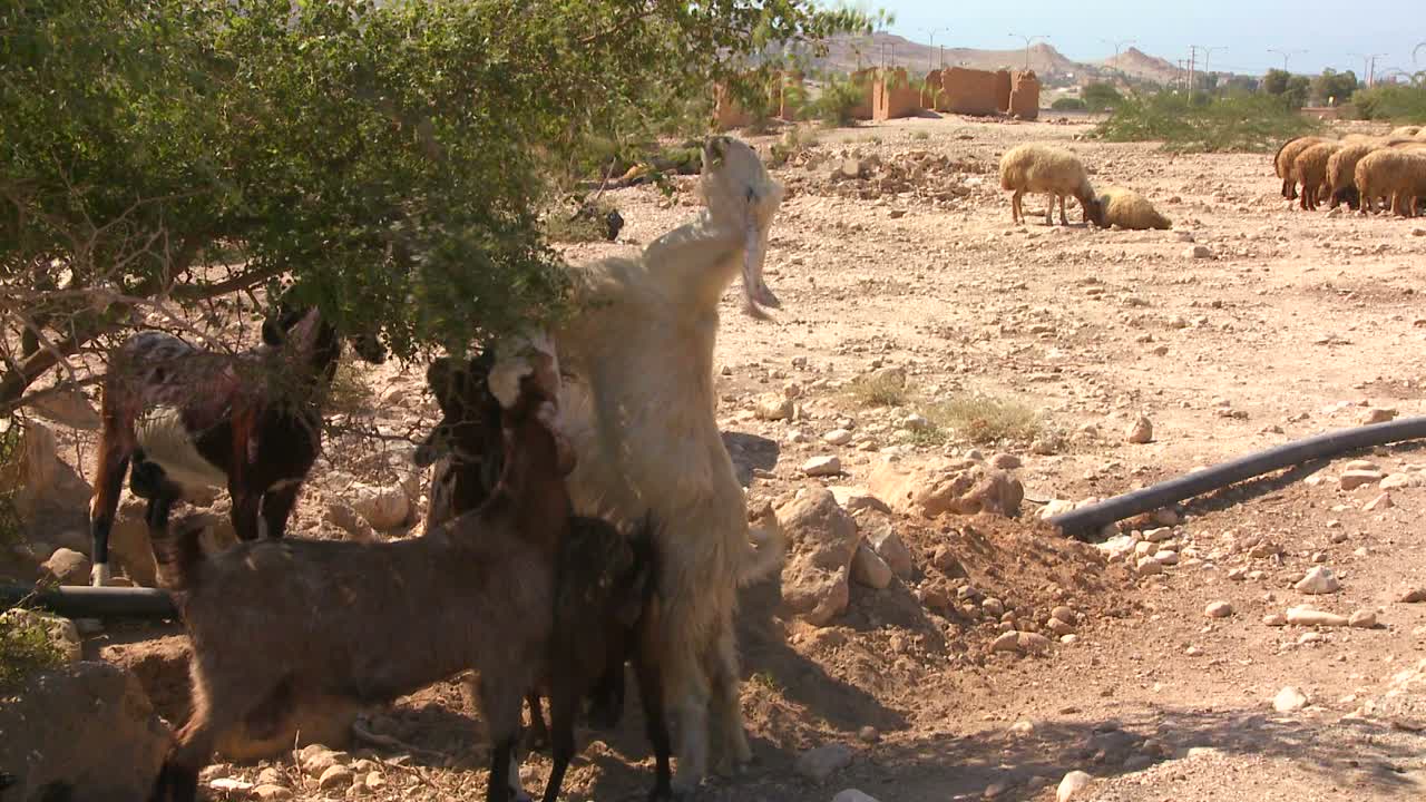 염소와 양은 거룩한 땅의 마른 사막에서 초목을 먹습니다.