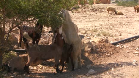 las cabras y las ovejas comen vegetación en los desiertos secos de la tierra santa