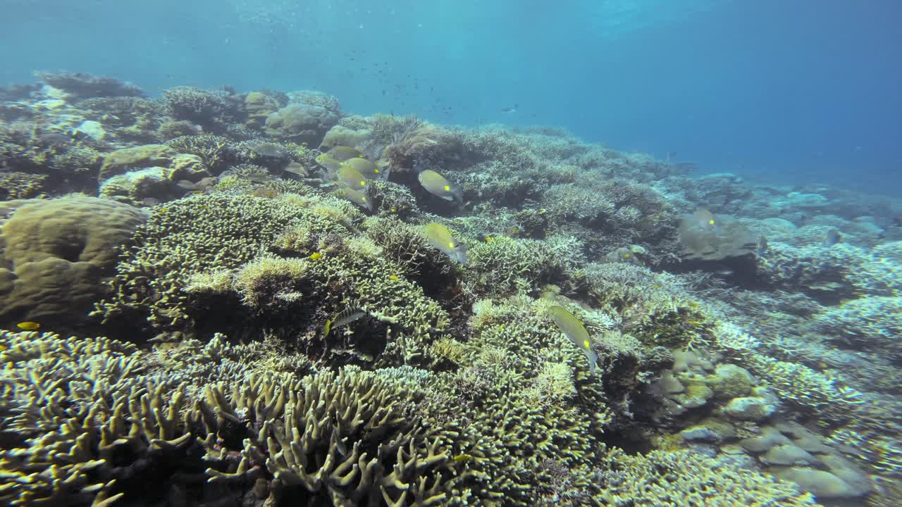 siguiente foto de un grupo de peces conejo de línea dorada nadando a través de las aguas azules sobre un exuberante arrecife de coral en raja ampat, indonesia