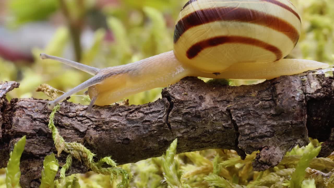 el caracol se arrastra lentamente a lo largo del primer plano super macro
