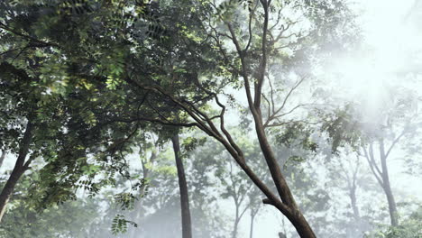 sunlight through fog in a forest