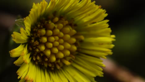 beautifully complicated yellow flower of coltsfoot