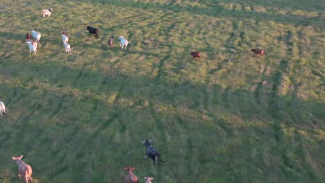 Cows-viewed-from-behind-by-a-drone,-running-scared-in-a-beautiful-green-field