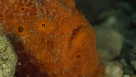 red frogfish face view from close