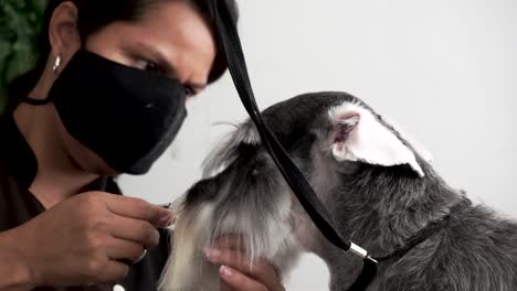 hispanic dog groomer carefully trims fur above miniature schnauzer's eyes